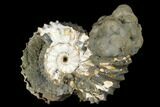 Iridescent, Pyritized Ammonite Fossil - Russia #181221-1